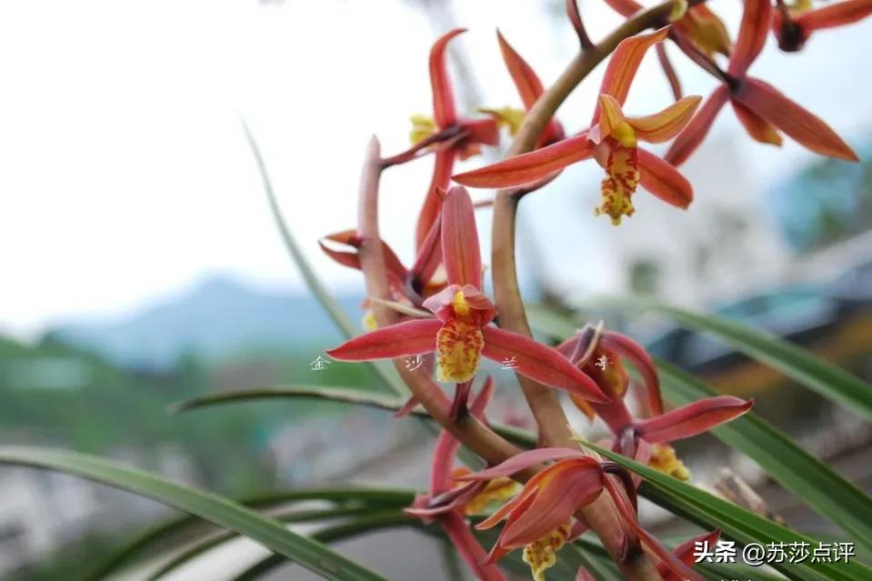 农妇掐走两株花茎，赔8万罚5千判3缓4，兰花有多名贵？