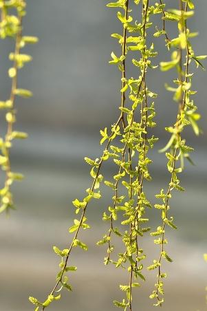 折柳寄情来自哪首古诗词,折柳寄深情