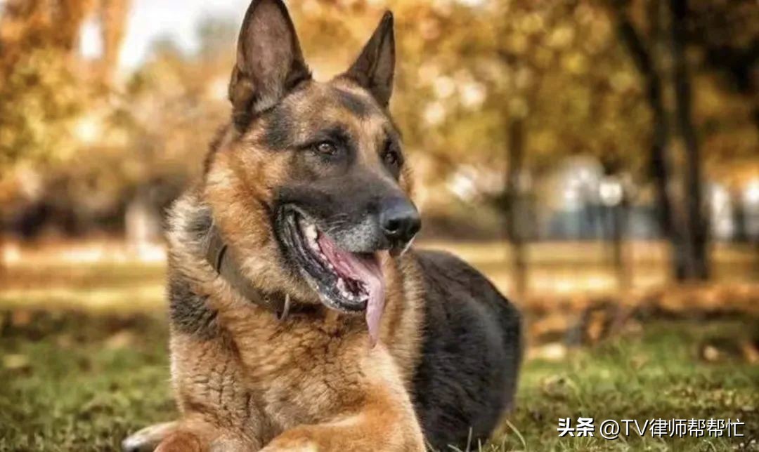 小偷入室偷窃被狗狗咬死,小偷偷东西被狗咬死狗主人有责任