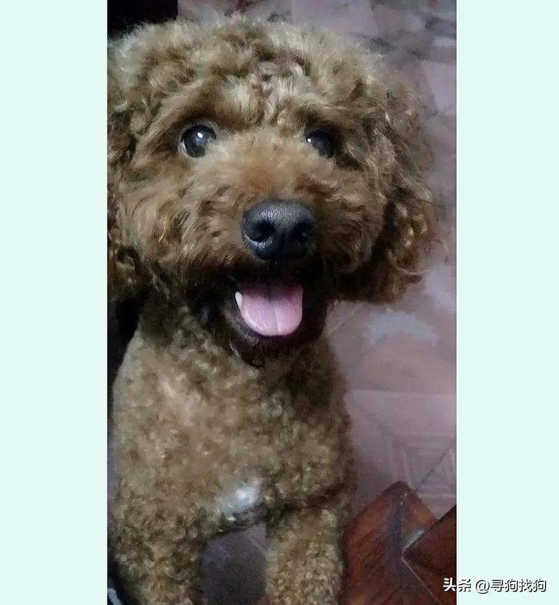 无锡同城寻狗泰迪,无锡市梁溪区有偿寻找泰迪犬