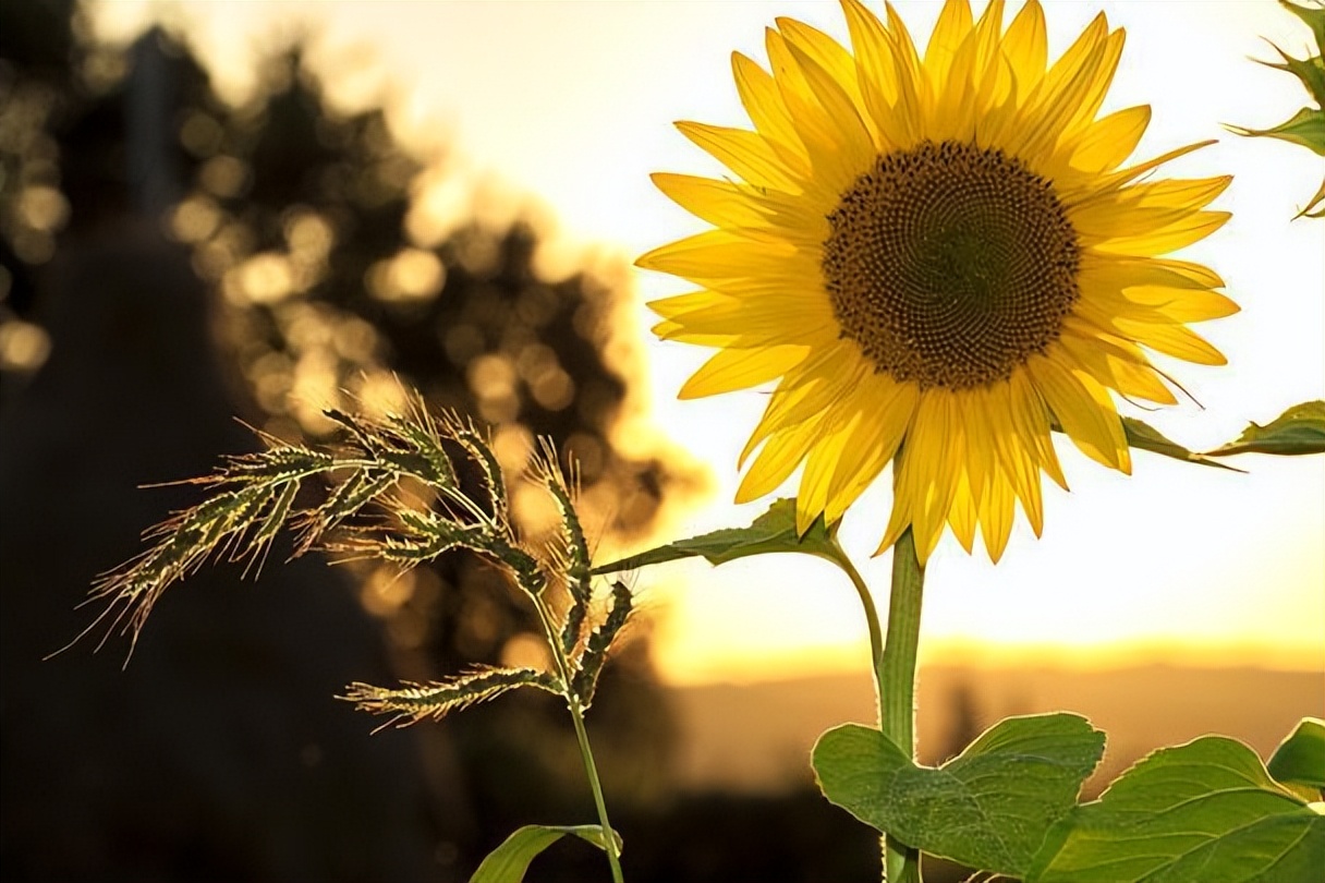 让男人不能自拔的女人有哪些特征,研究发现男人喜欢文艺的女人吗