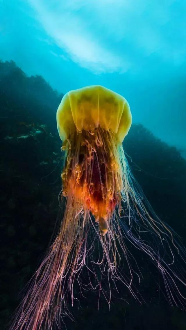 海底世界高清大图壁纸,手机动态海底世界鱼壁纸