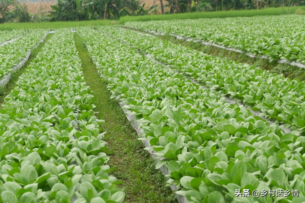 2022年春季种植啥蔬菜最合适,2024年北方春季种什么蔬菜最挣钱