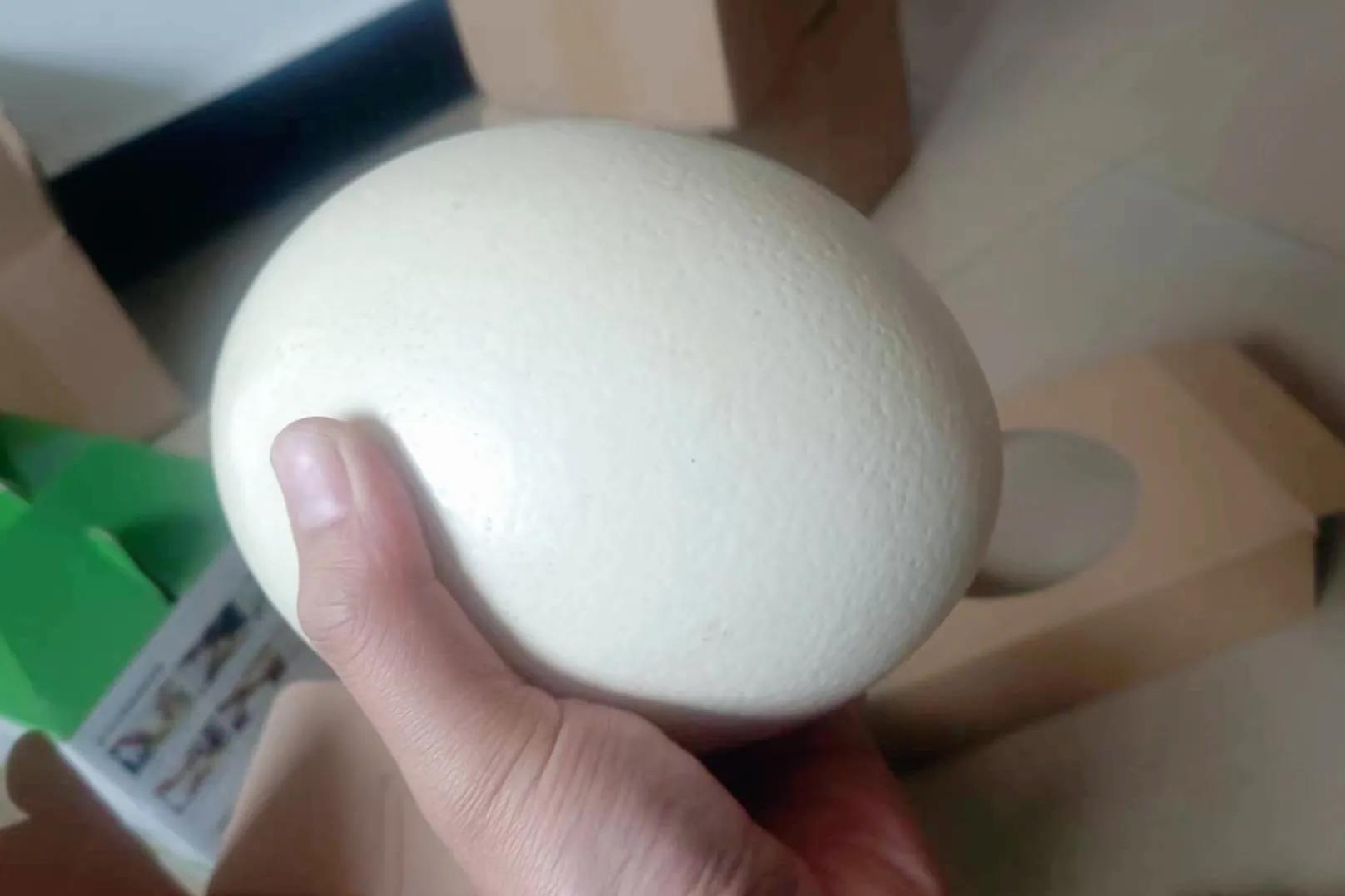 80后青年农民养殖鸵鸟,大学生回来养鸵鸟创业