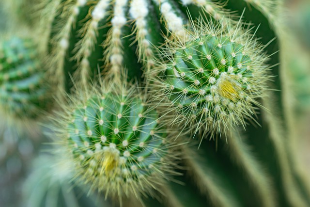 长篇励志小说《活在长冬也美丽》第十章做“鸡”