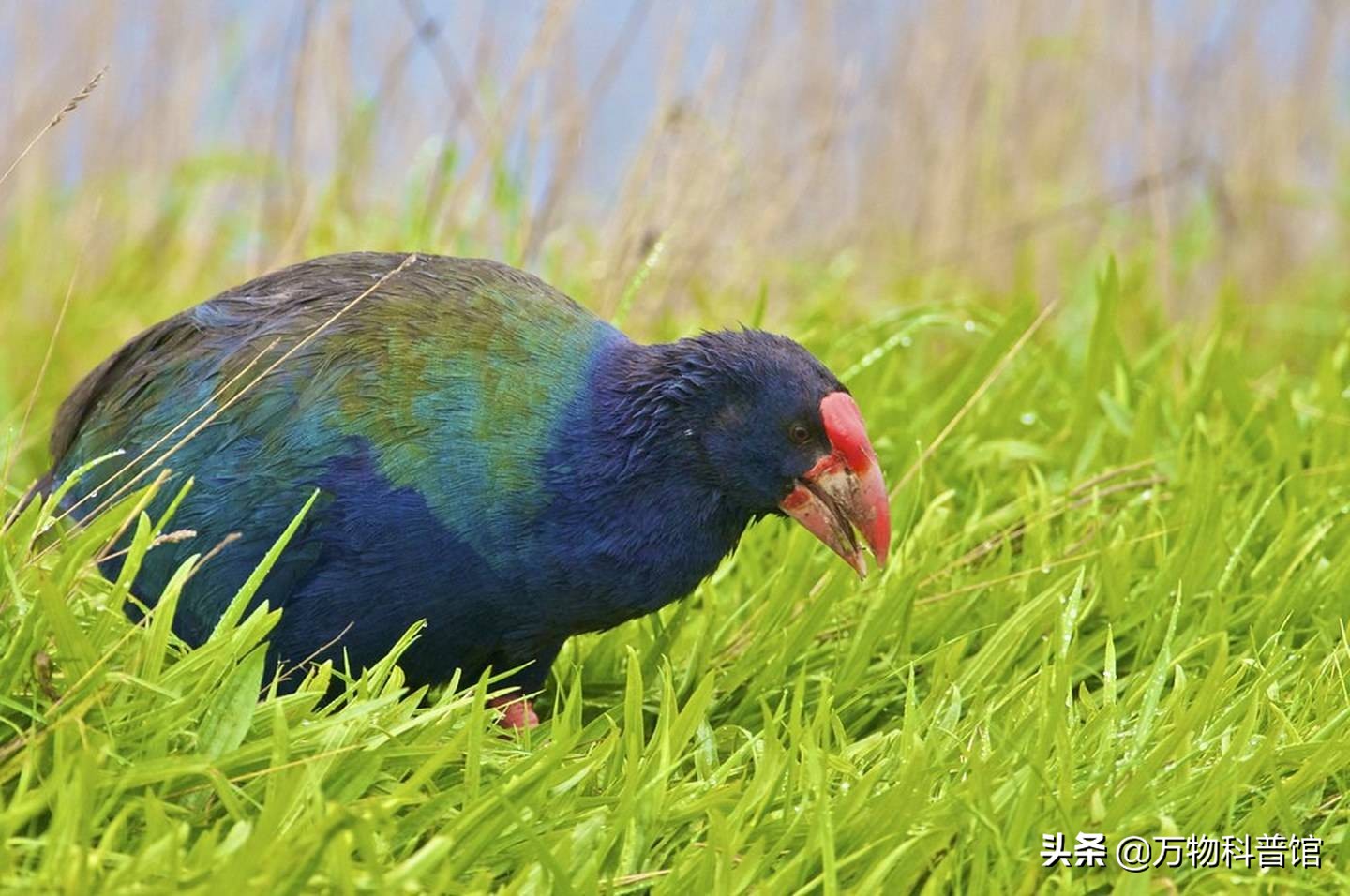 世界上最贵的十种鸡的品种,世界上最值钱的是什么鸡