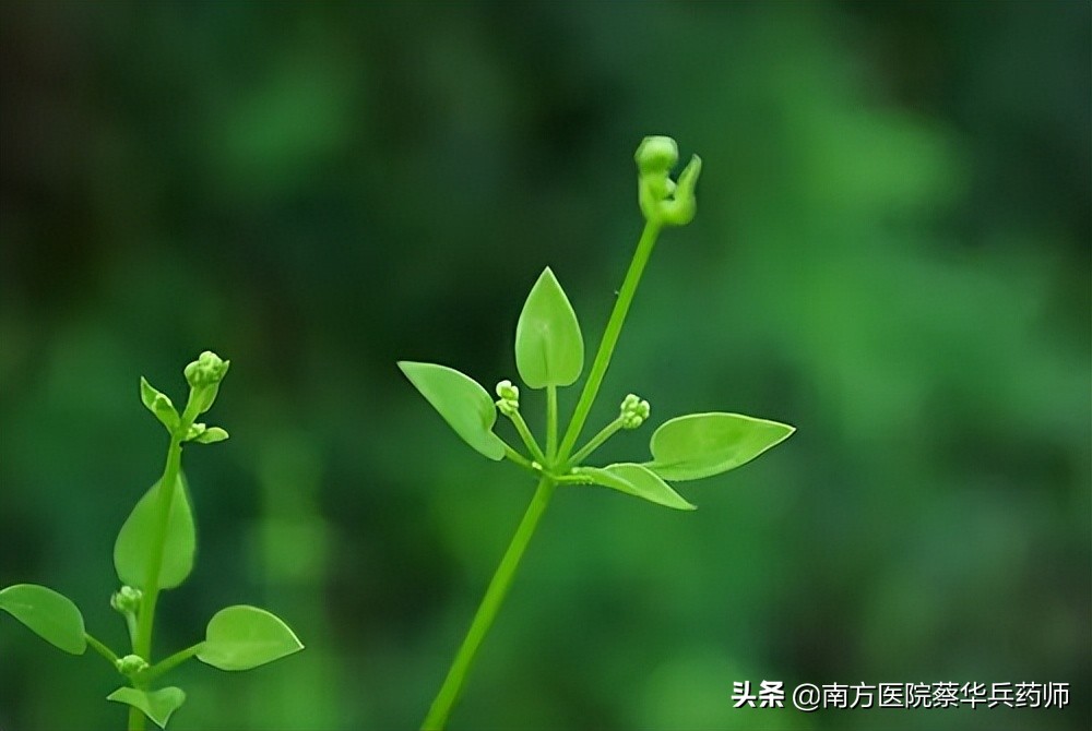 人称血见愁，它能抗肿瘤；活血止血是一流，风湿关节痛无忧