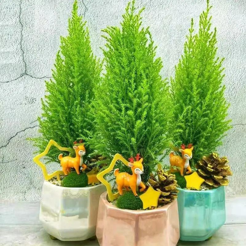 适合在客厅养的香花,家里客厅适合养什么花植物排行榜