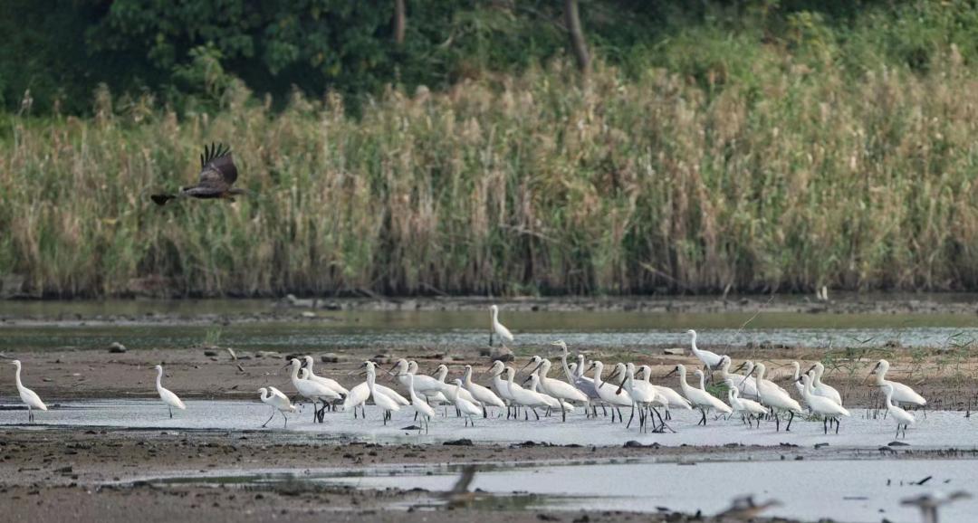 深圳120亿元大项目,深圳集中启动153个新项目