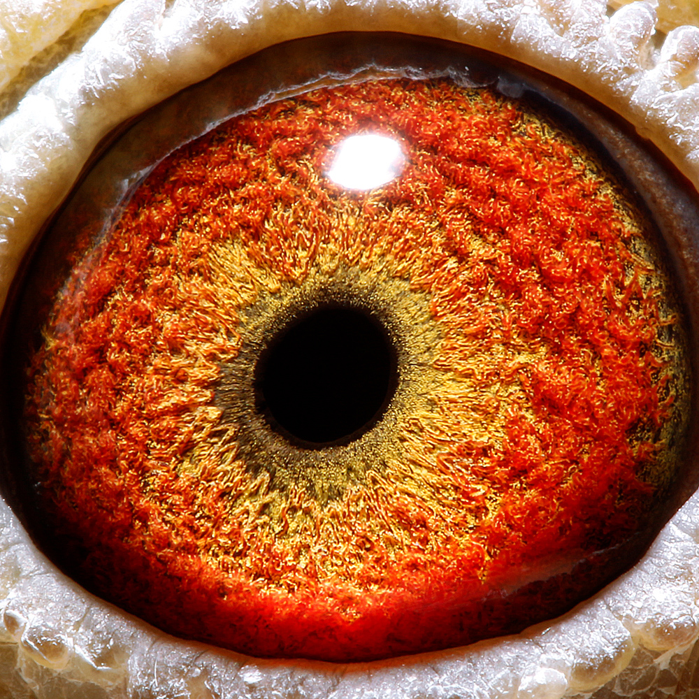 2023年国内公棚春赛冠军鸽合集，都是些什么鸽子？