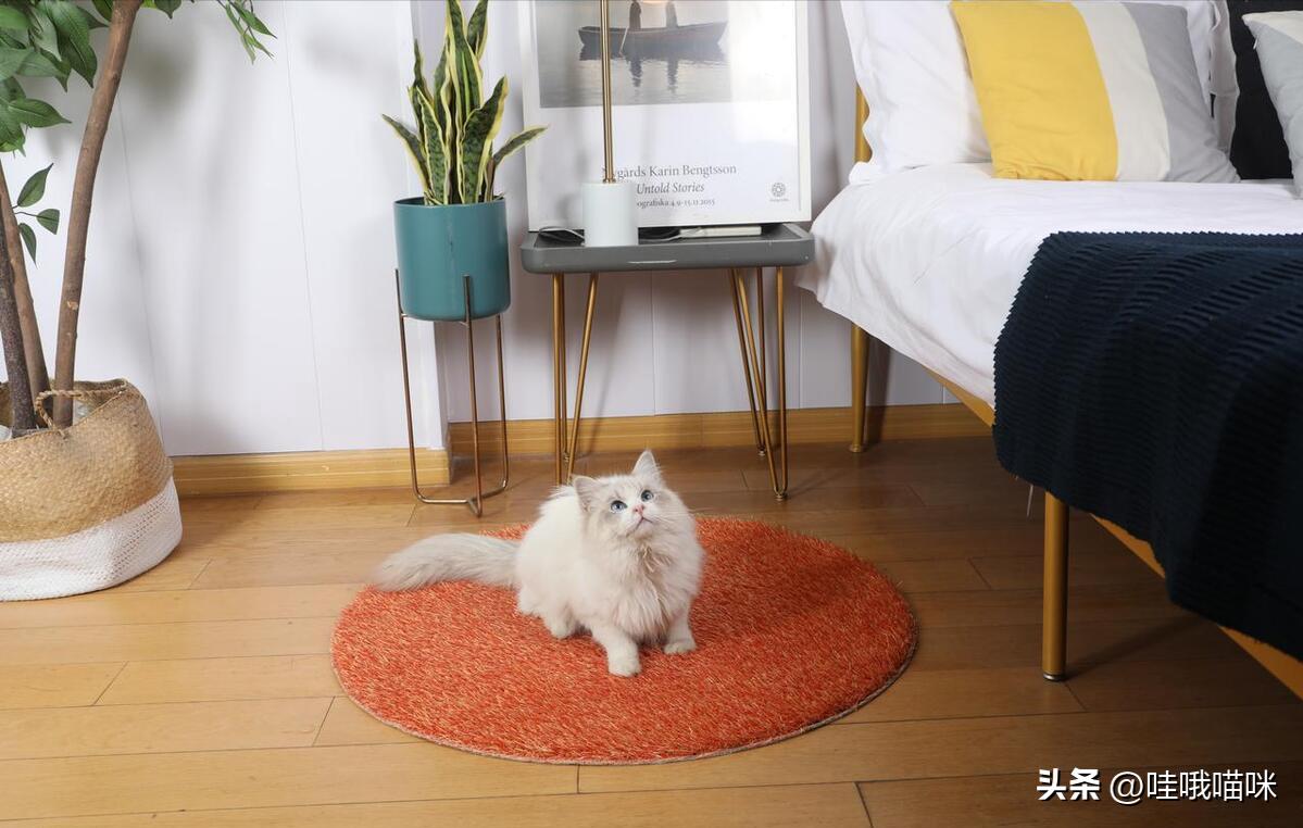 对猫咪过敏症状不严重可以养猫吗,对猫咪过敏有什么可以解决的嘛