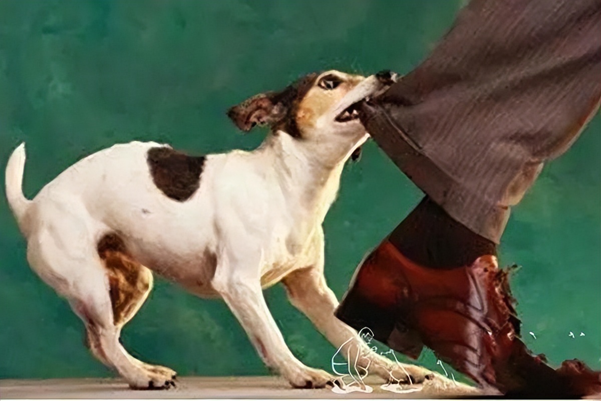 狗狗有哪些表现是精神病,狗狗玩不小心咬到是狂犬病吗