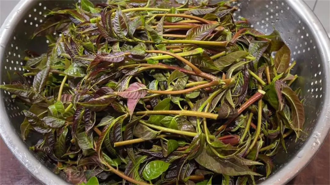 养肝明目不输蒲公英的食物,养肝吃蒲公英