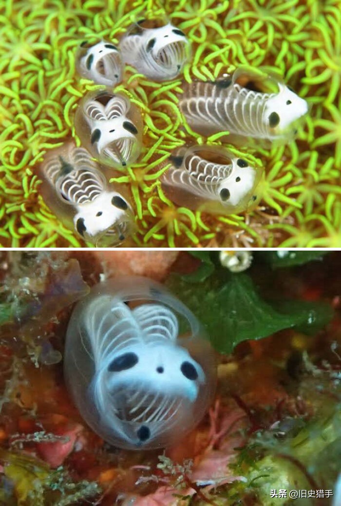 真实存在的十大奇怪动物,历史上无法解释的十大超自然动物