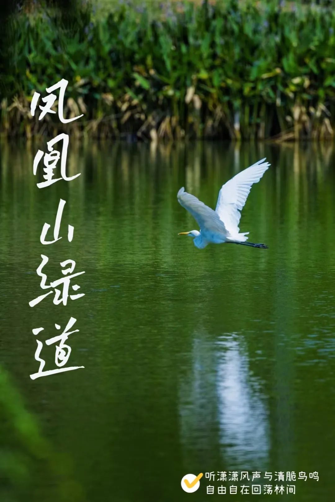 深圳凤凰山有条绿道叫什么,深圳凤凰山绿道旅游攻略