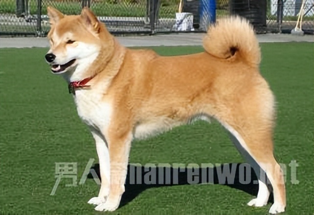 什么品种的狗狗适合有孩子家庭养,狗狗品种大全及图片拉布拉多