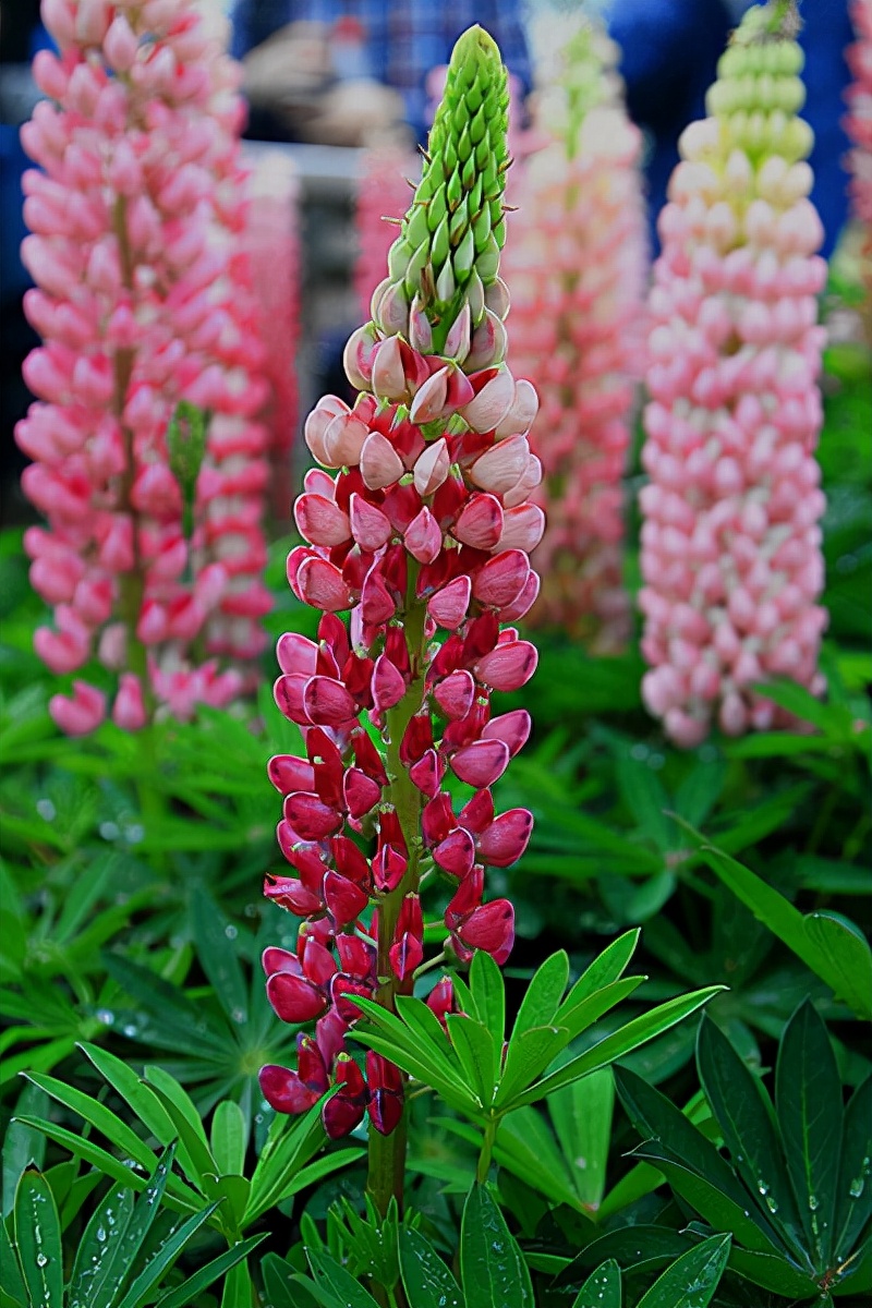 视觉盛宴五种赏花名花供您选择,春天十种最美的花介绍