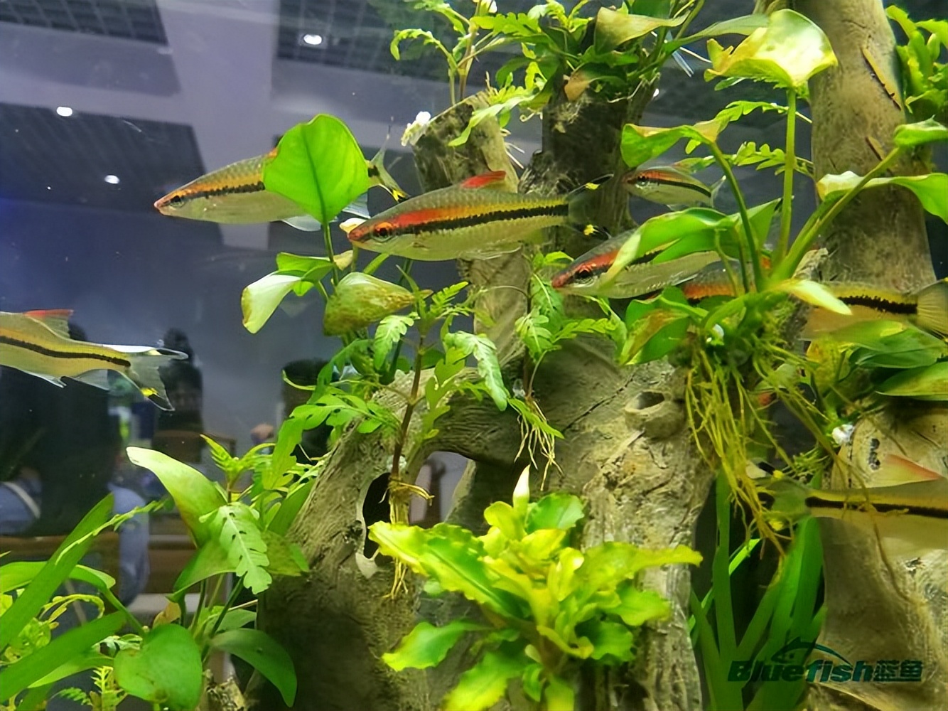 鱼缸灯养龟起什么作用,观赏鱼鱼缸灯怎么选