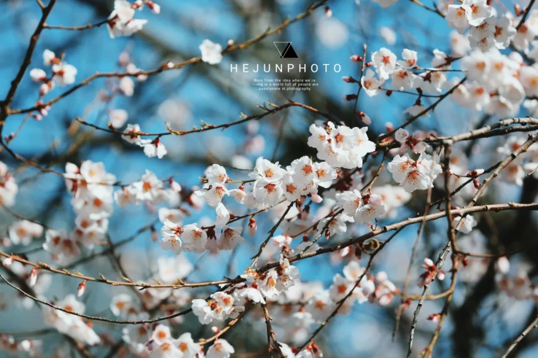 林芝花期预测,林芝桃花最佳观赏时间气温