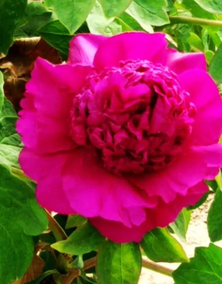 一花一世界一念一佳人的图片,一花一世界一叶一春秋图片