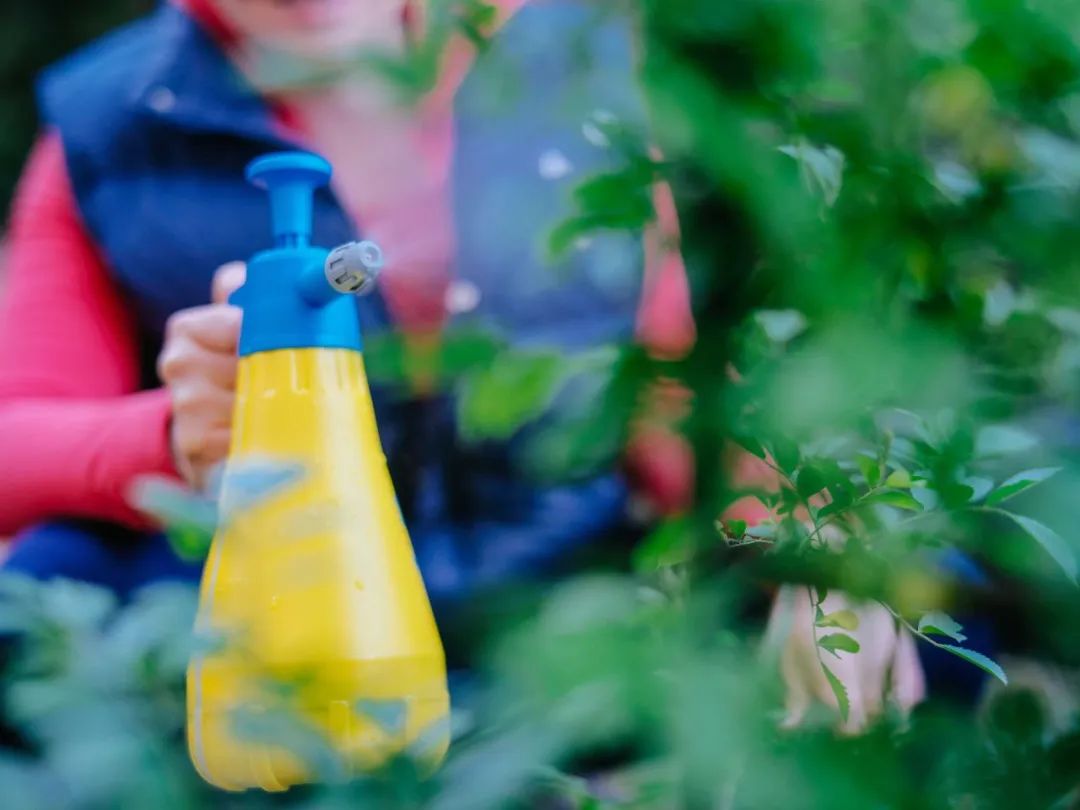 地栽月季雨天积水怎么办,雨季月季光照不足怎么办