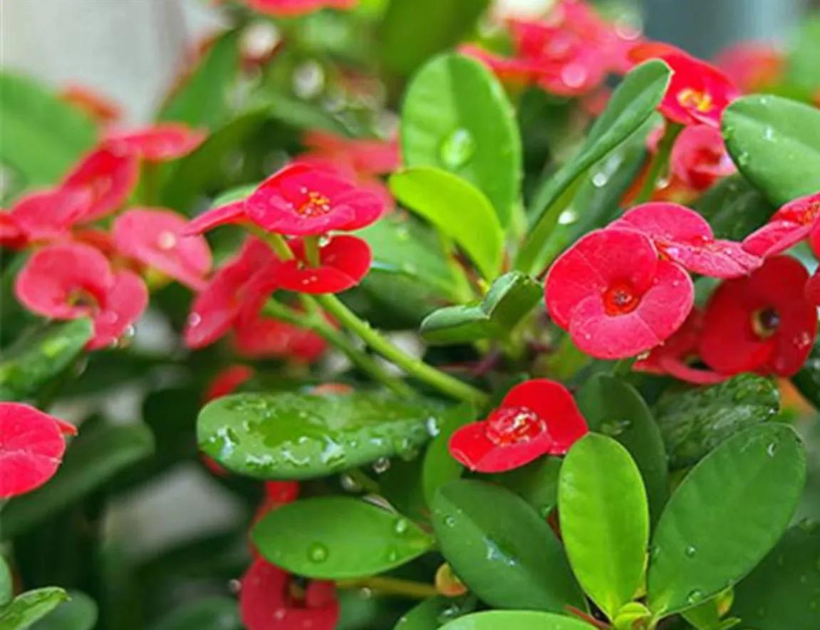 赏花旅游种什么花,春季去公园踏青上百种花让人眼花