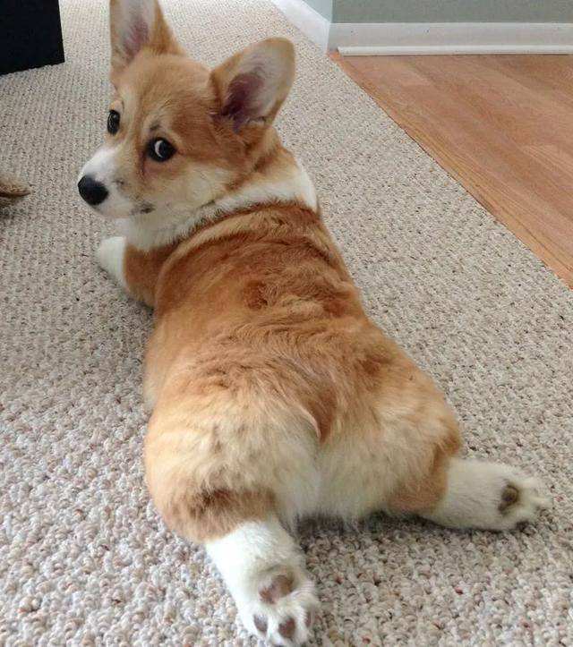 短腿柯基优点缺点,柯基的优点和缺点