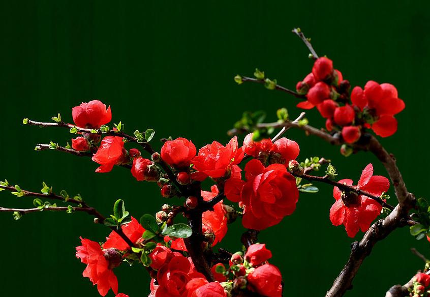 历代最好的七绝100首,明清诗中最经典的10首七绝