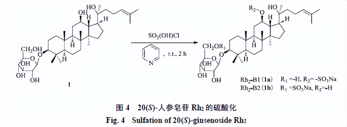 人参皂苷类化合物,人参皂苷结合物