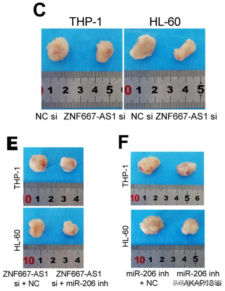 河南省人民医院论文,河南省人民医院发表论文质疑