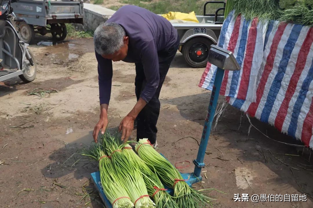 五一快到了农村拔蒜苔,五一劳动节收蒜苔