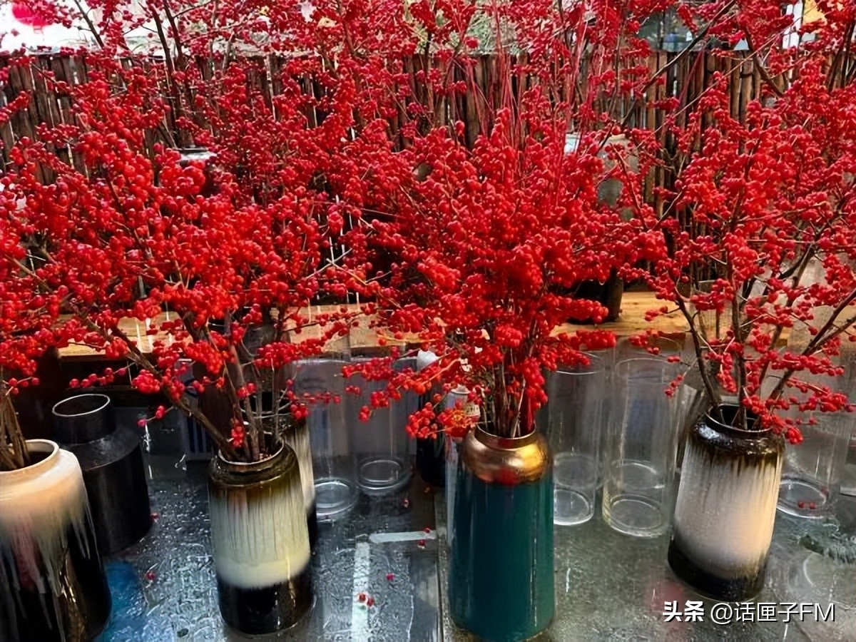 上海春节年宵花选购指南,新年将至充满年味的年宵花不能少