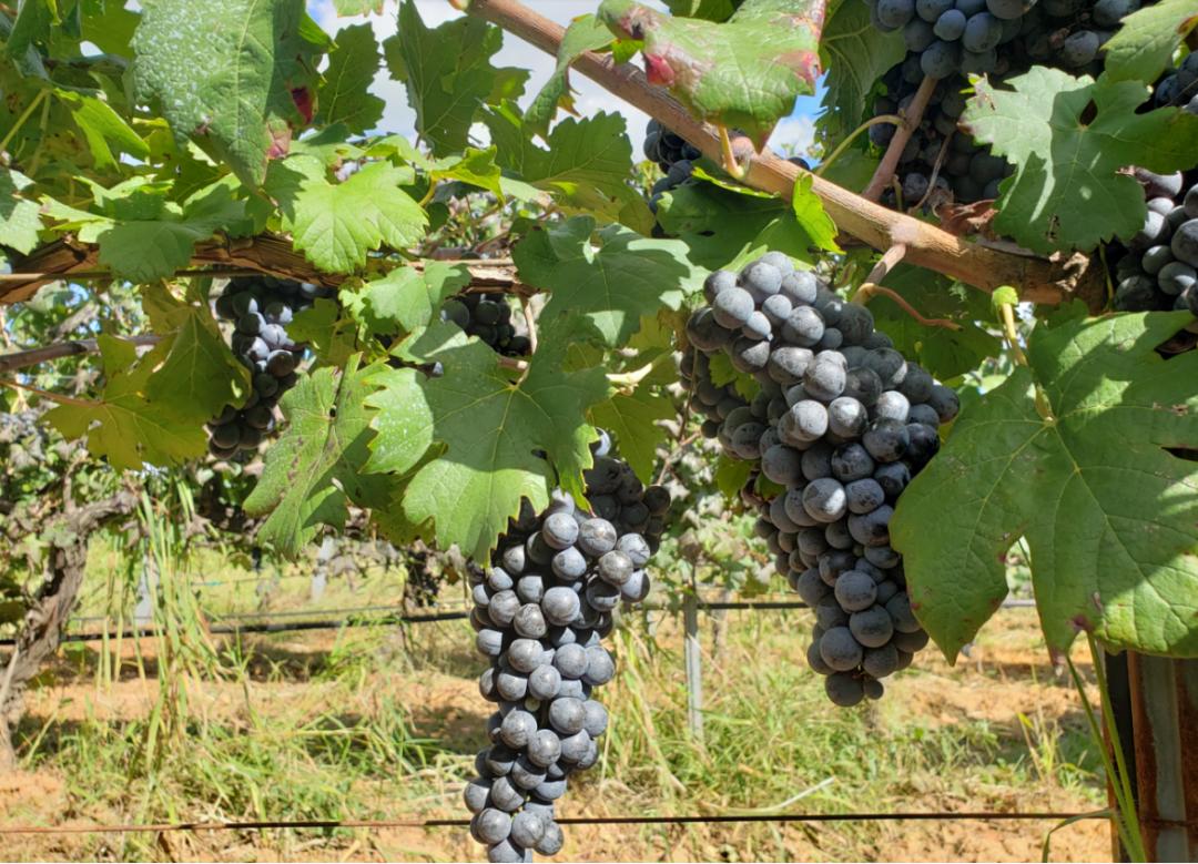 蛇龙珠烟台张裕卡斯特酒庄,张裕卡斯特酒庄蛇龙珠干红葡萄酒