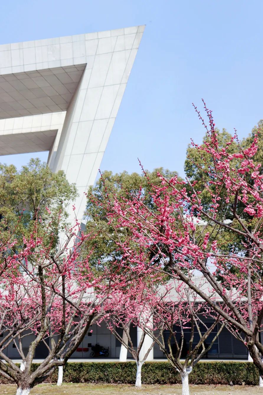 花海遇知音的下一句,花海遇知音汉阳喊你来赏花