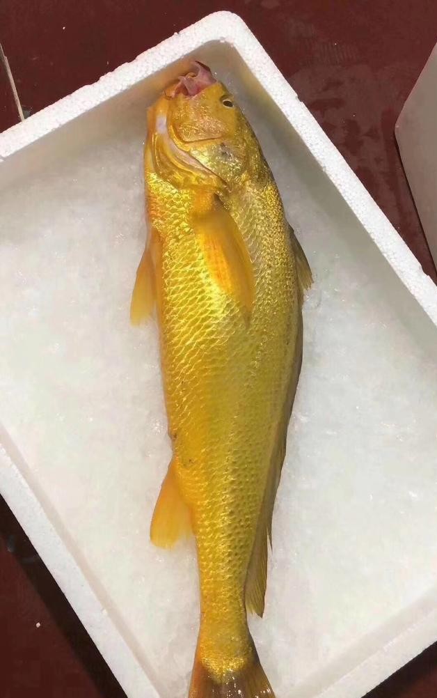 天价野生大黄鱼,浙江省捕获7斤野生大黄鱼