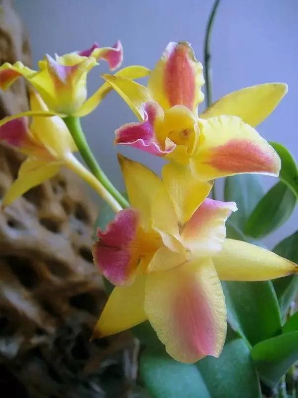 最美的100种兰花图片,欣赏一下最美的兰花