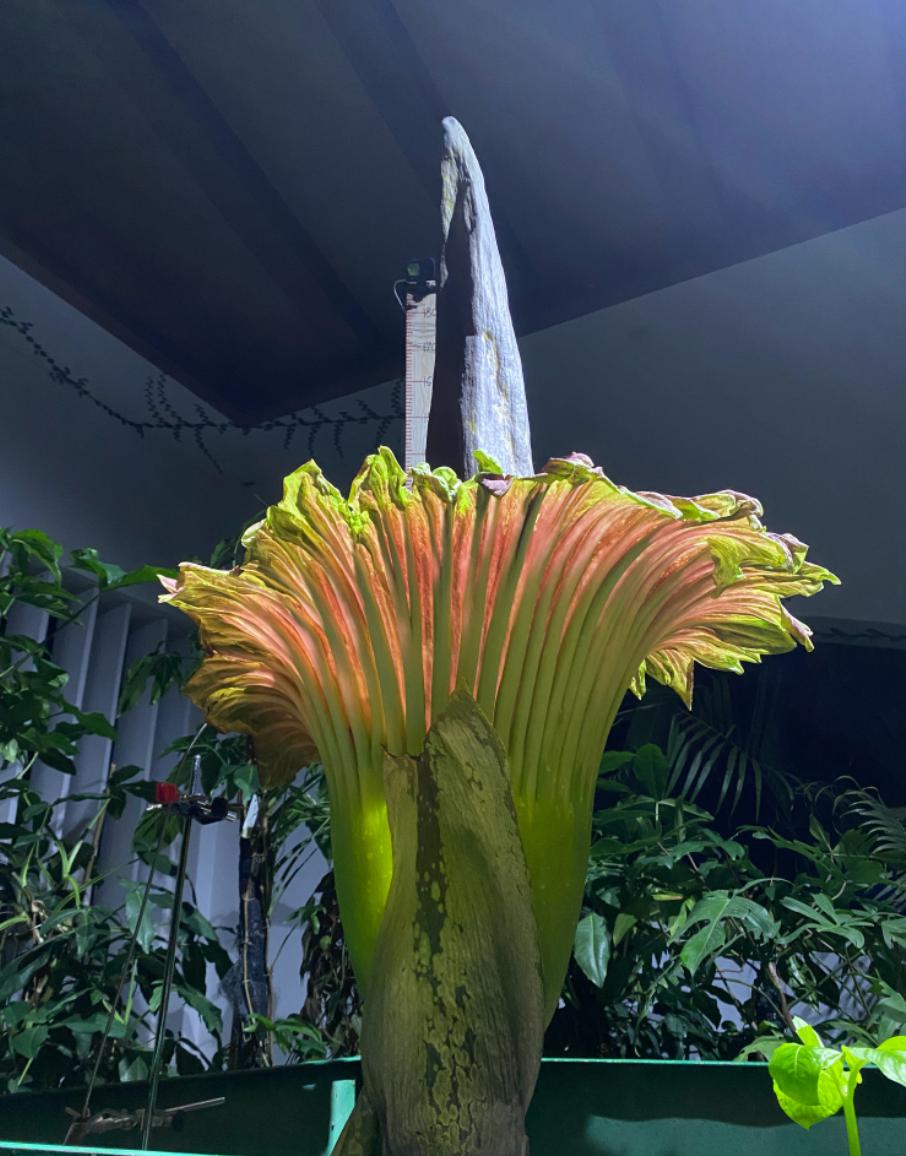 尸香魔芋生长全过程,昆明有尸香魔芋么