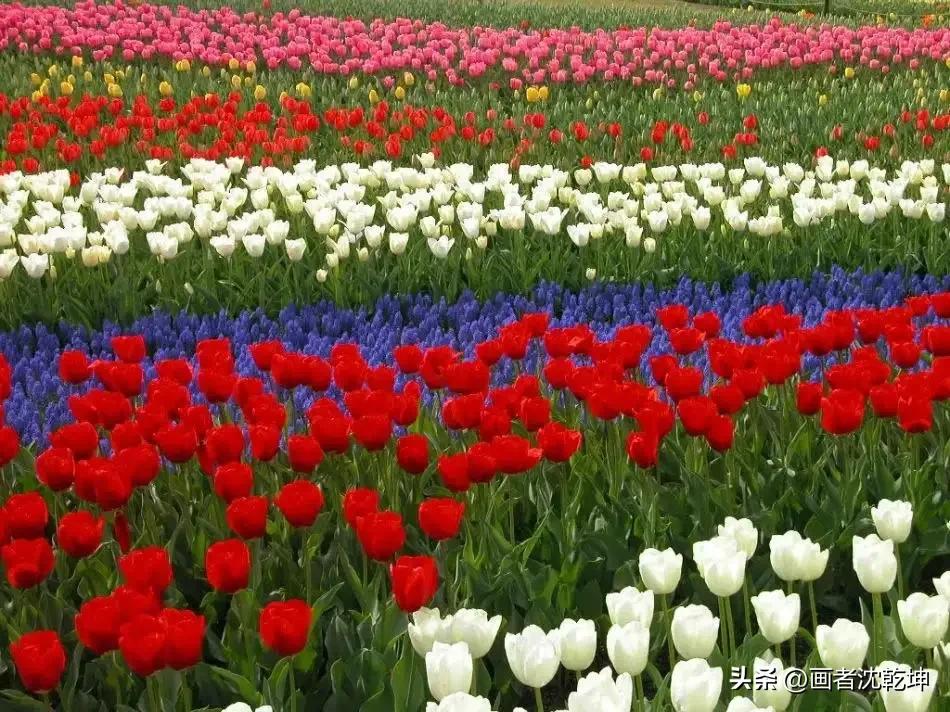 绝美郁金香花图片,绝美郁金香图片大片