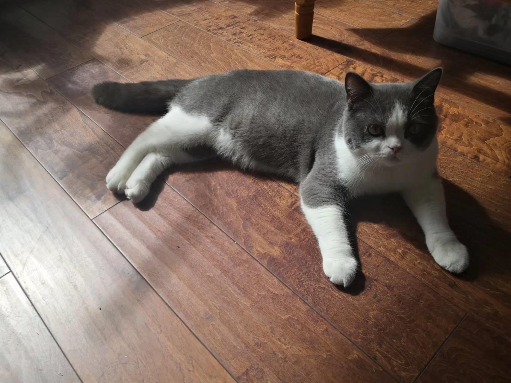 两个小东西,一个是宠物,还有一个是?