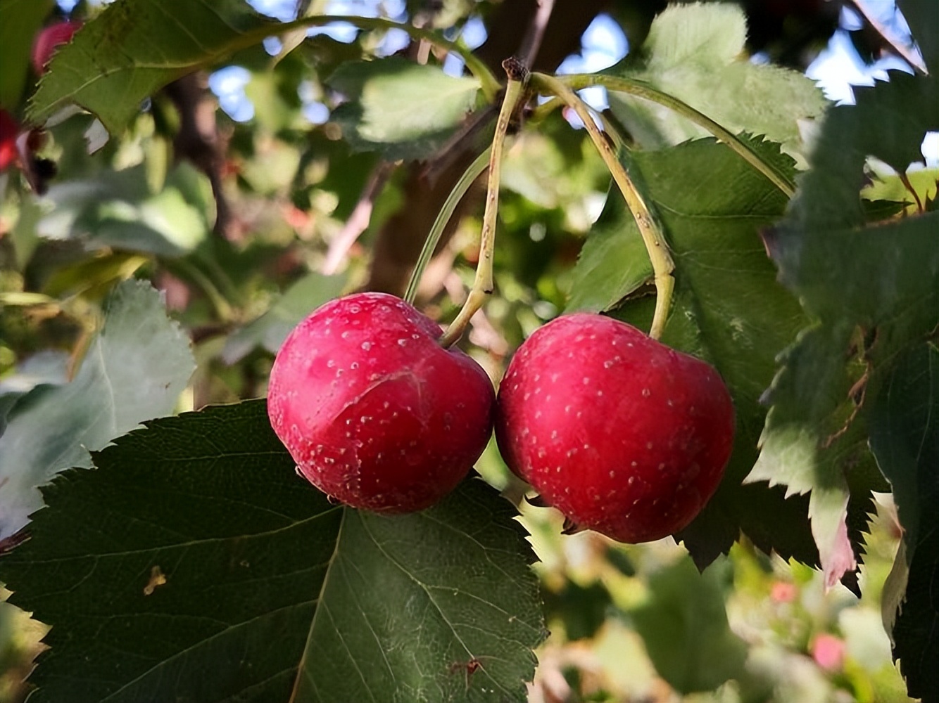 山楂树各阶段病虫害防治技术,山楂树病虫害如何防治