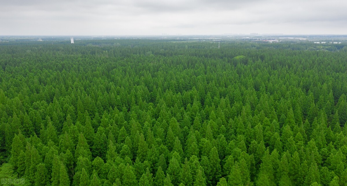 上海市区森林秘境,上海这些景区值得一去