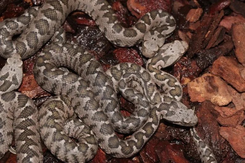 「原来欧洲有这么多种蛇？！」偷师卡塞尔的豢龙大师·下