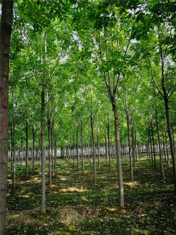 速生白蜡树多少钱,速生白蜡苗木多少钱一棵