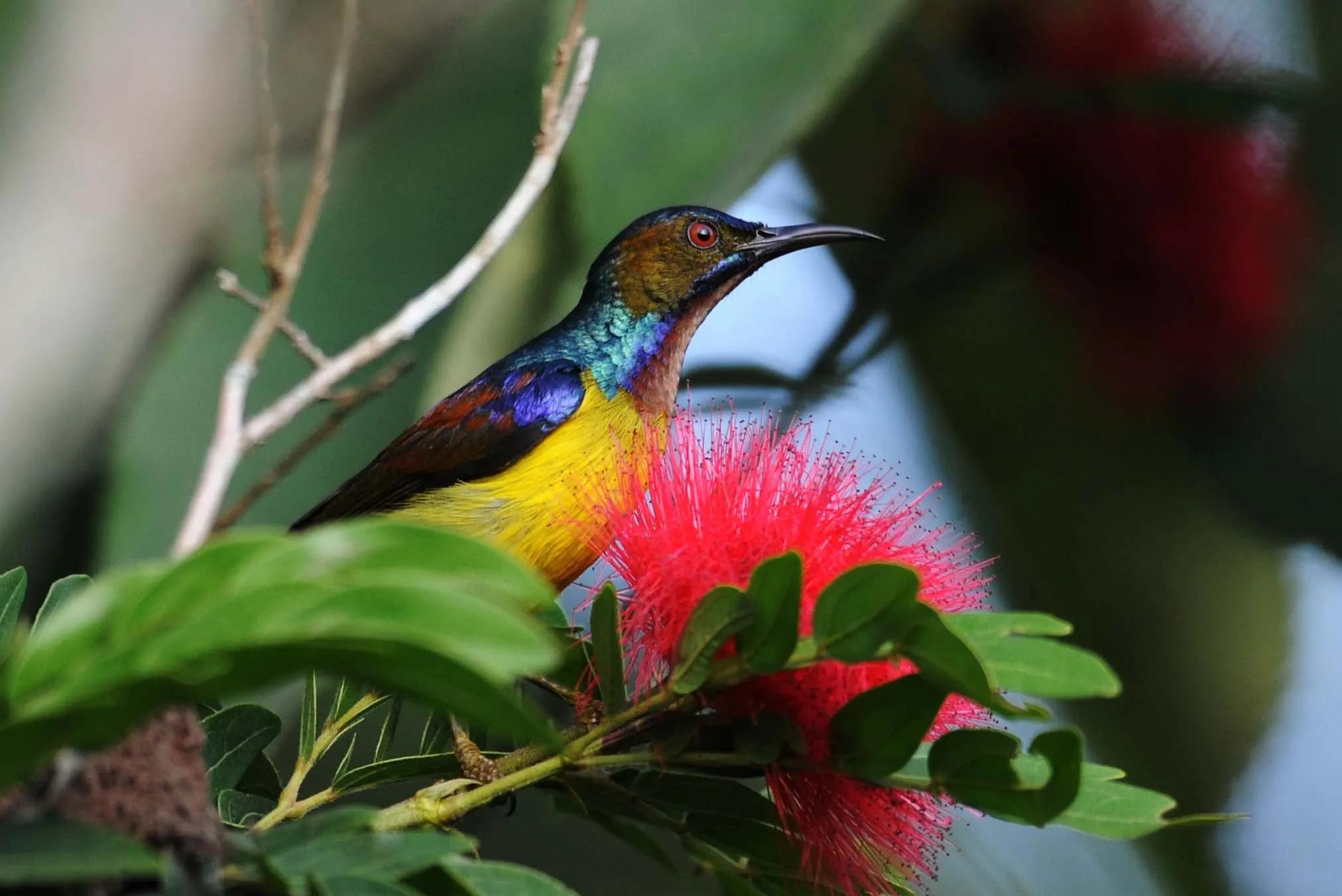 太阳鸟花的图片,太阳鸟精彩图片