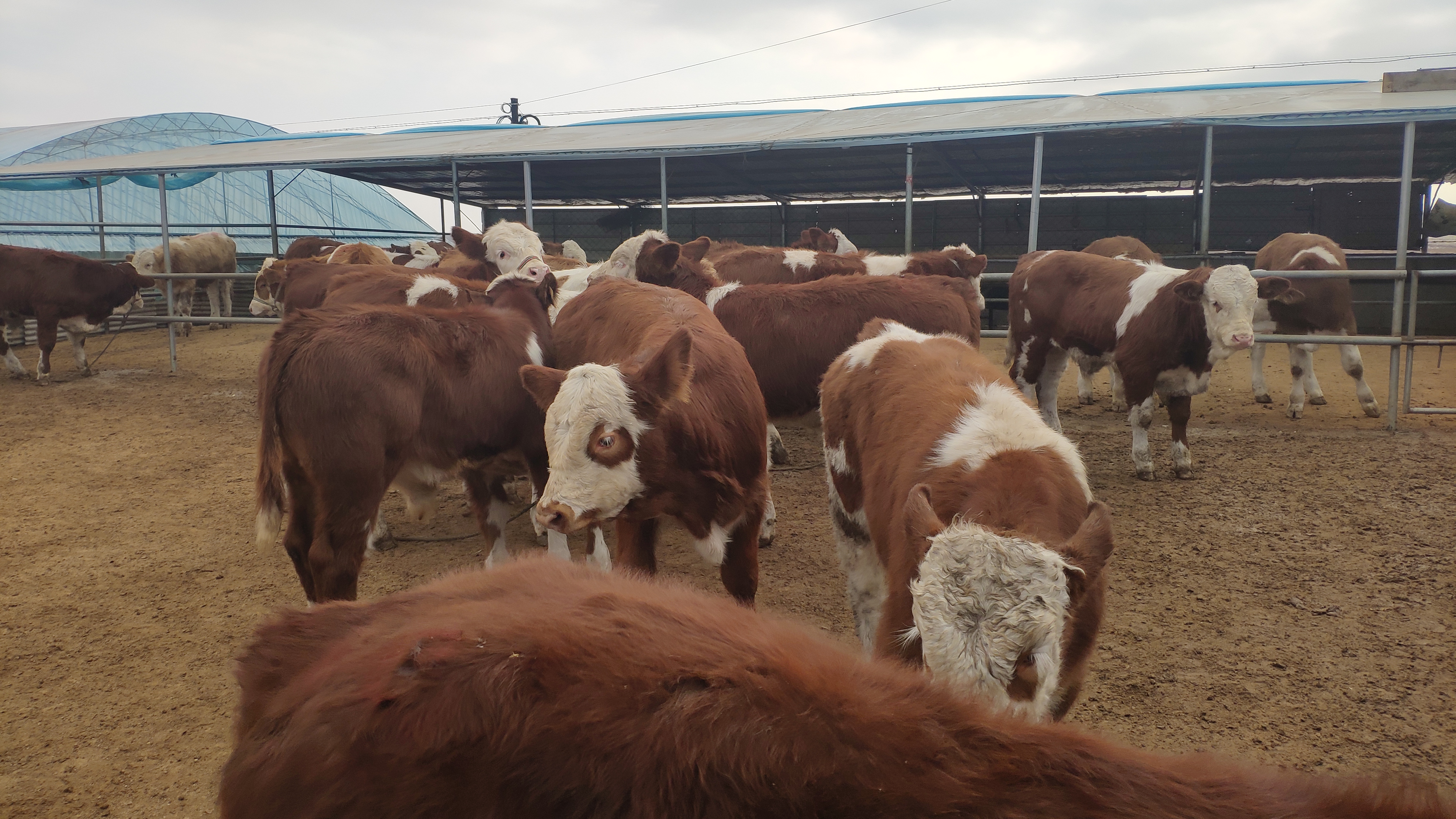 肉牛养殖的前景如何,肉牛养殖现状