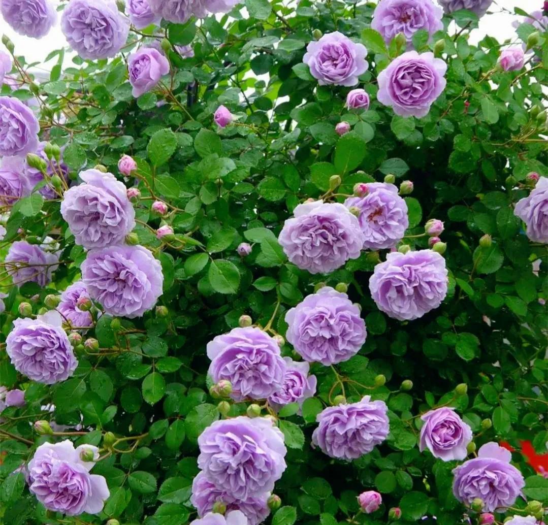 我爱月季花歌曲,我爱月季花300字