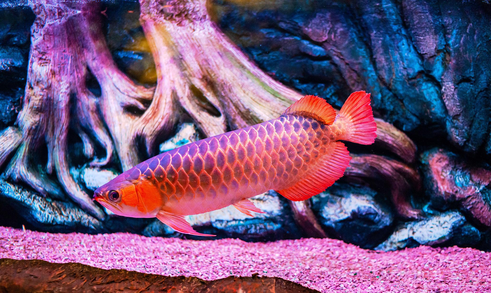 龙鱼逆鳞解决方法,龙鱼抢救技巧视频