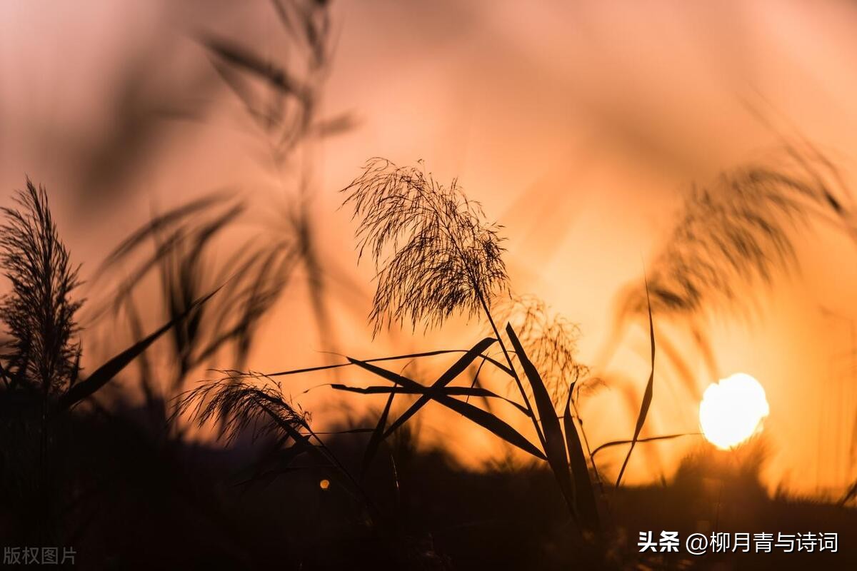 白露古诗100首欣赏,十首最美秋天唐诗五言绝句