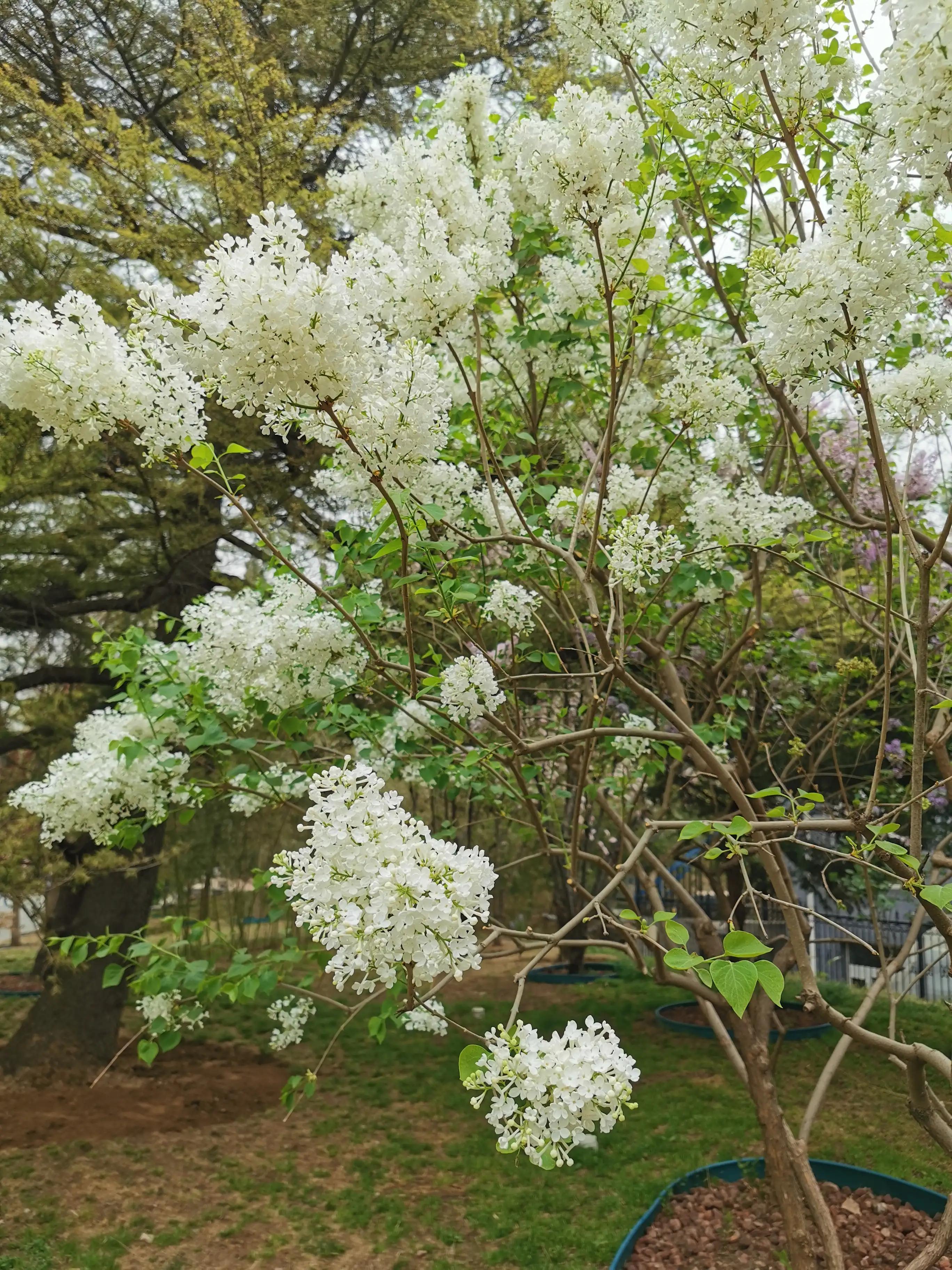 丁香结丁香花,丁香花和丁香结