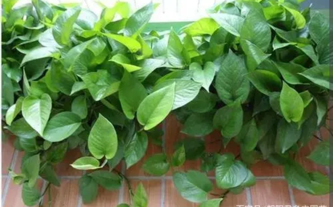 绿萝如何养又大又爆盆,我的绿萝为啥只长藤枝叶不爆盆呢